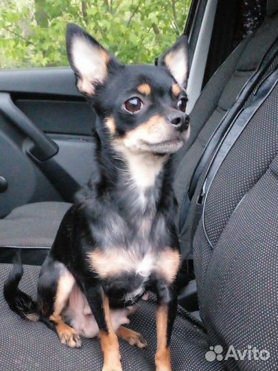 Мини той-терьер