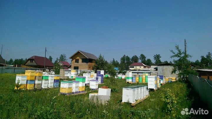 Пчелы. Пчелосемьи