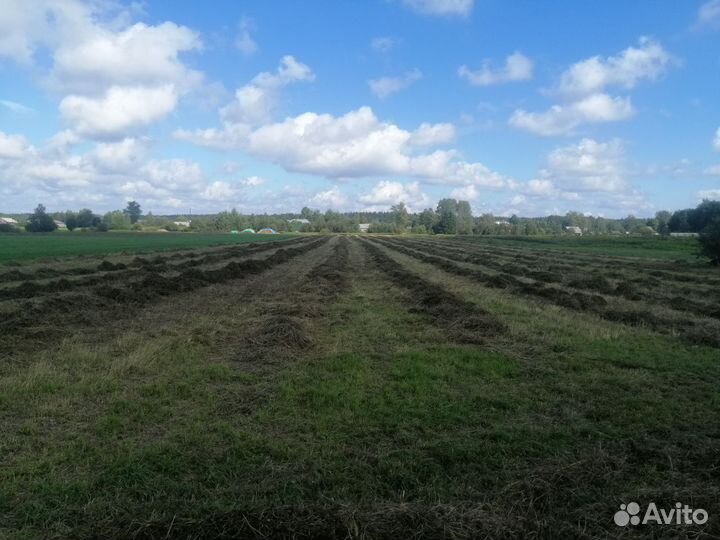 Продам сено в рулонах