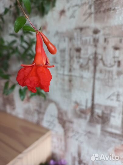 Гранат комнатный, мирт