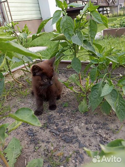 Кошка в дар бесплатно