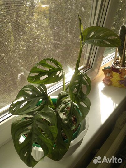 Монстера манки маск