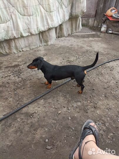 Щенки от таксы