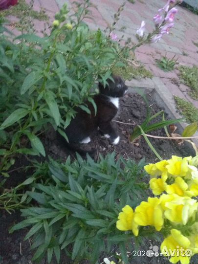 Котенок от Шотландской вислоухой кошки