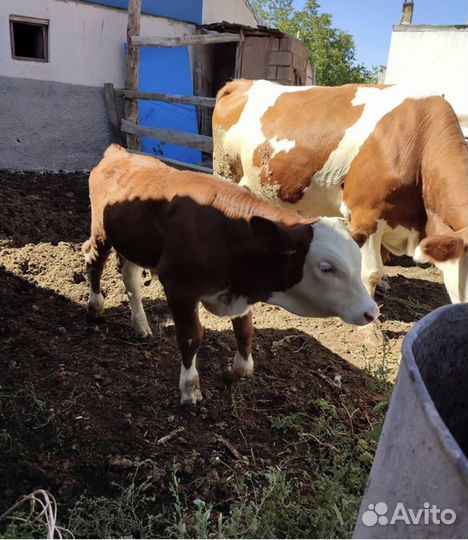 Бычки молодняк