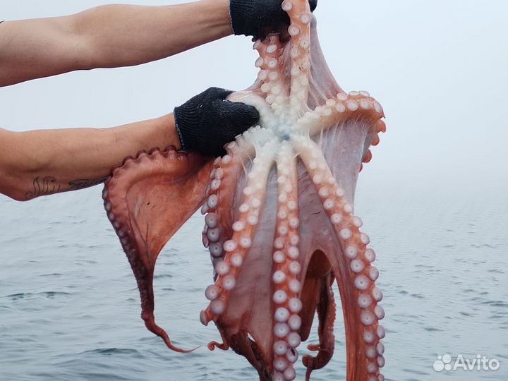 Икра Красная. Осьминог с/м очищенный