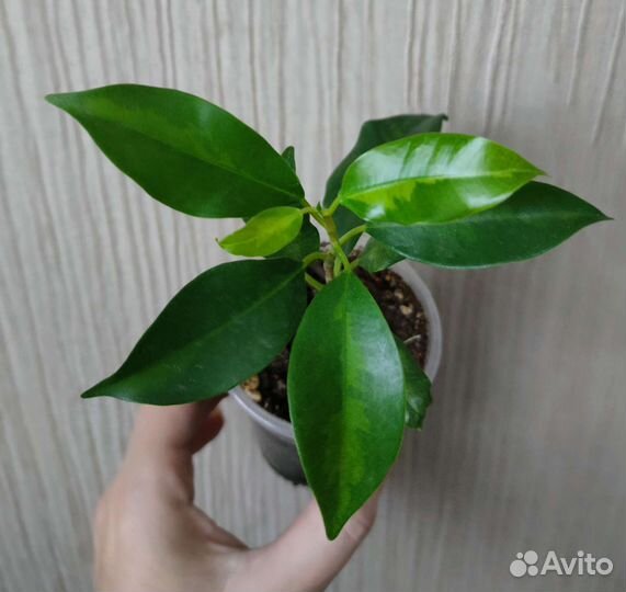 Фикус микрокарпа