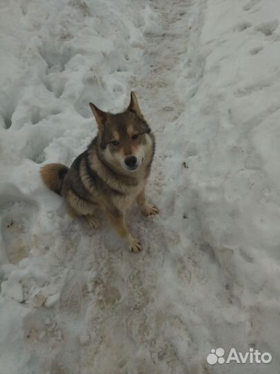 Западно сибирская лайка