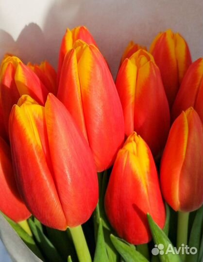 Тюльпаны к 8 марта розница