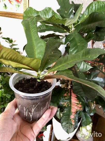 Кодиеум кротон