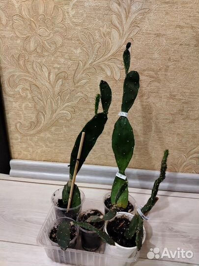 Кактусы и суккуленты