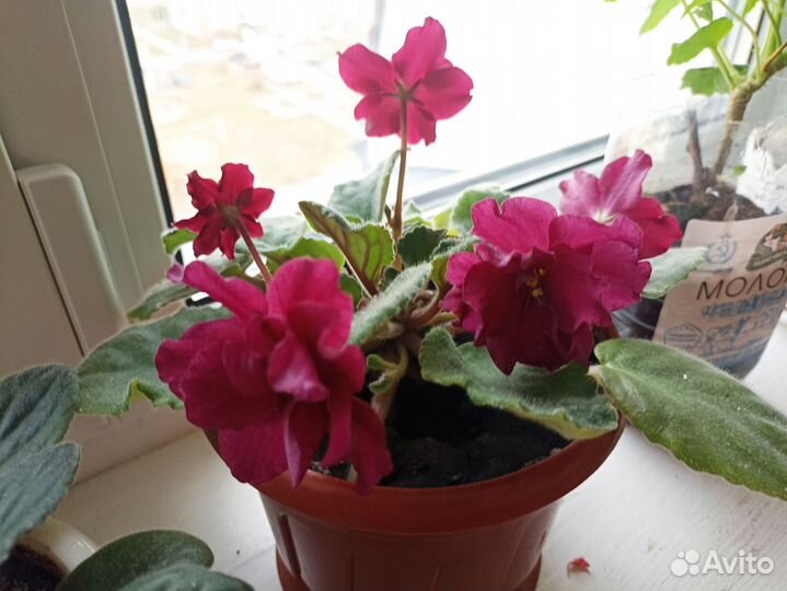 Фиалки цветущие в горшке