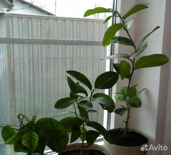 Лимонное дерево