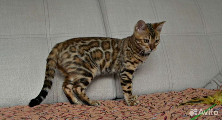 Бенгальские котята