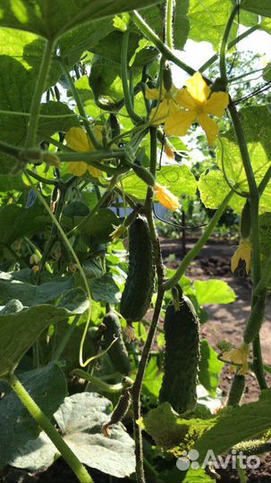 Огурчики домашние