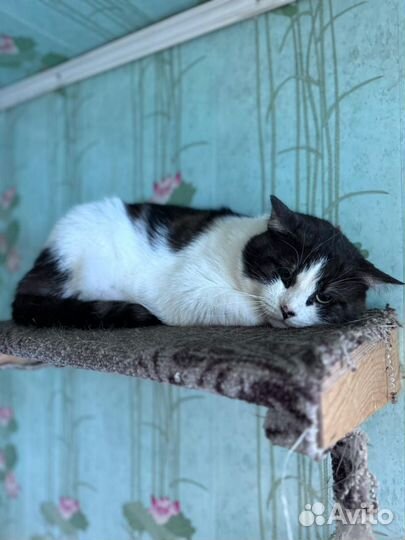 Приютский кот Батон в поиске дома