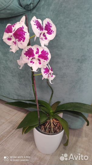 Орхидея фаленопсис