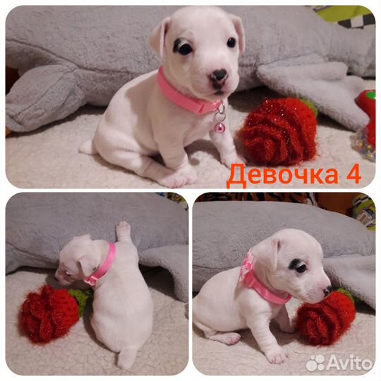 Джек рассел