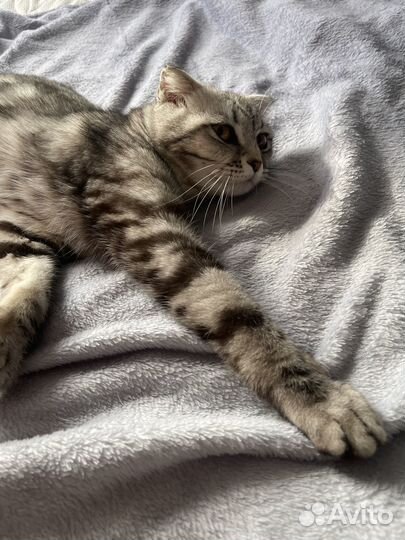 Отдам кота в добрые руки