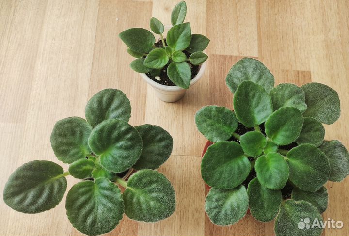 Фиалки (набор, 3шт.)