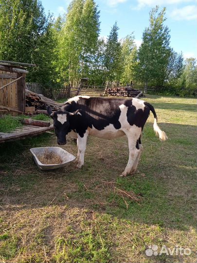 Нетель стельная