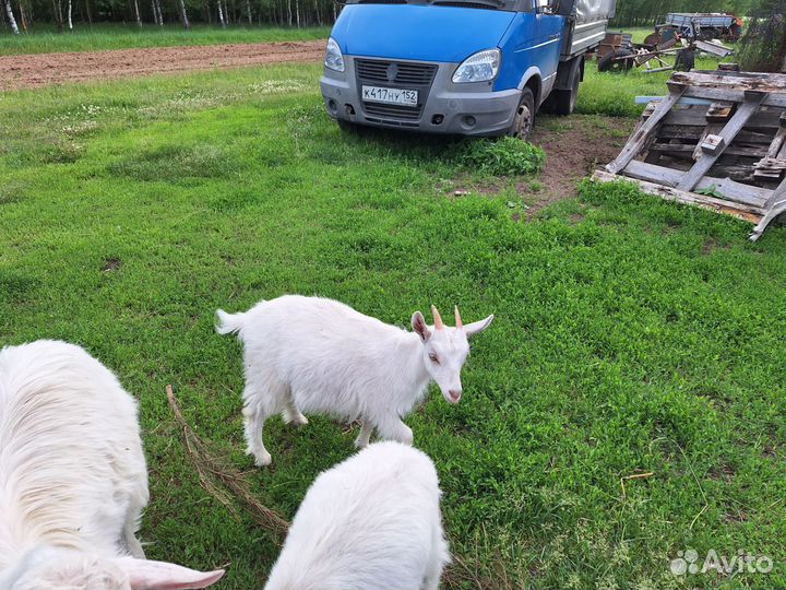 Козы козлята