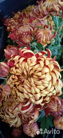 Хризантемы