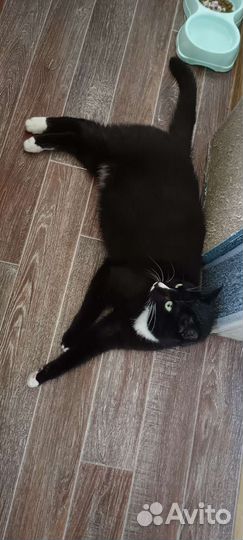 Кот найденыш