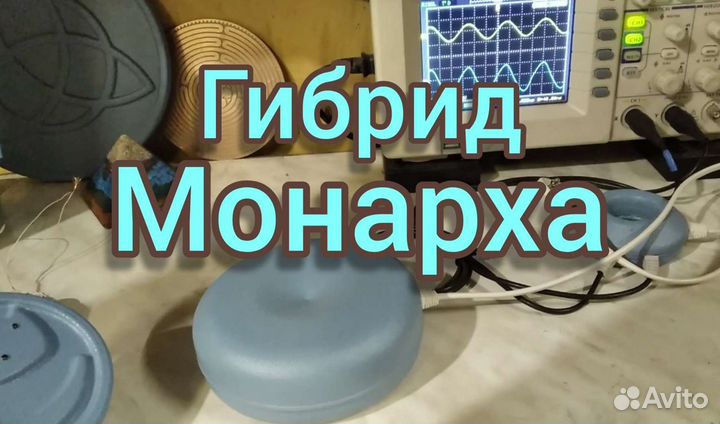 Гибрид Монарха