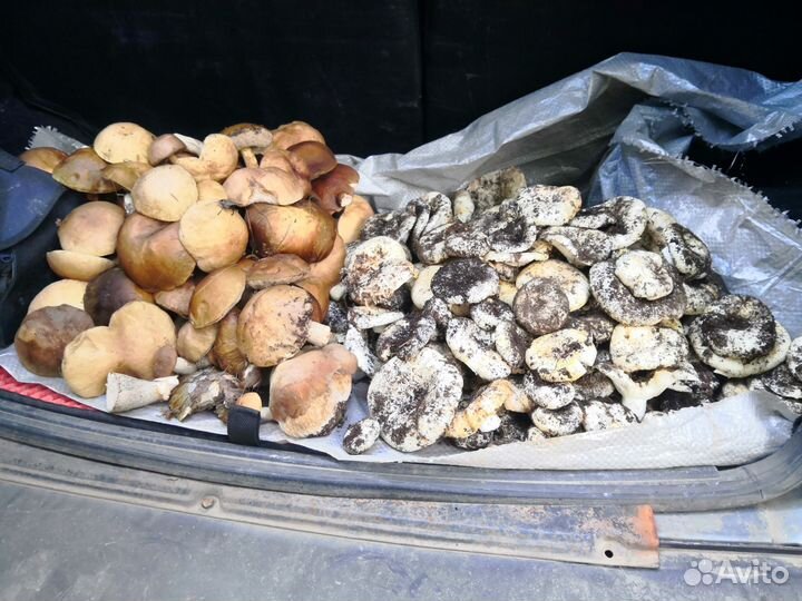 Грибы грузди подберезовики