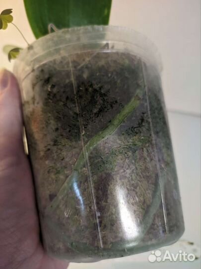 Орхидея фаленопсис Chiang Jhih Lady 3.5