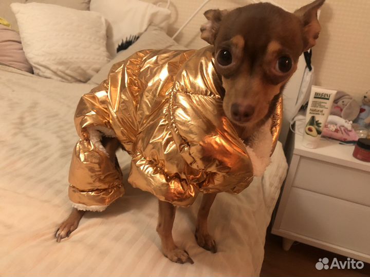 Комбинезон зимний для собак. Одежда для собак