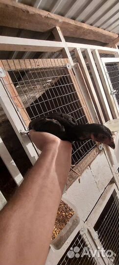 Бойцовая птица