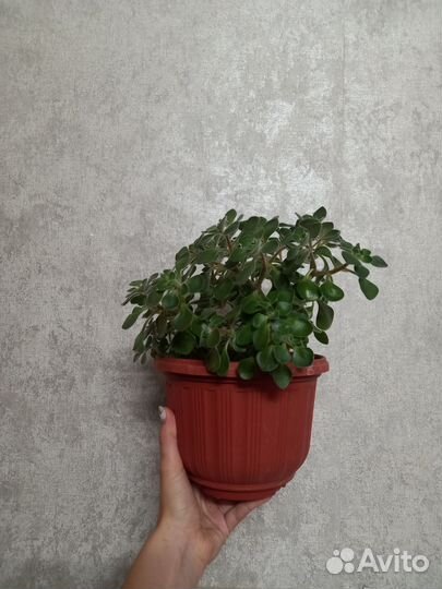 Аихризон/Алоэ