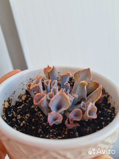 Эхеверия трампет пинки