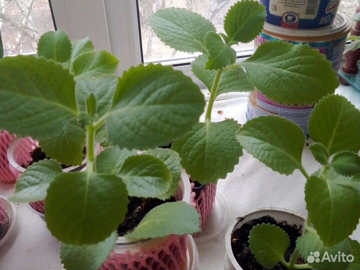 Плектрантус или домашняя мята и др