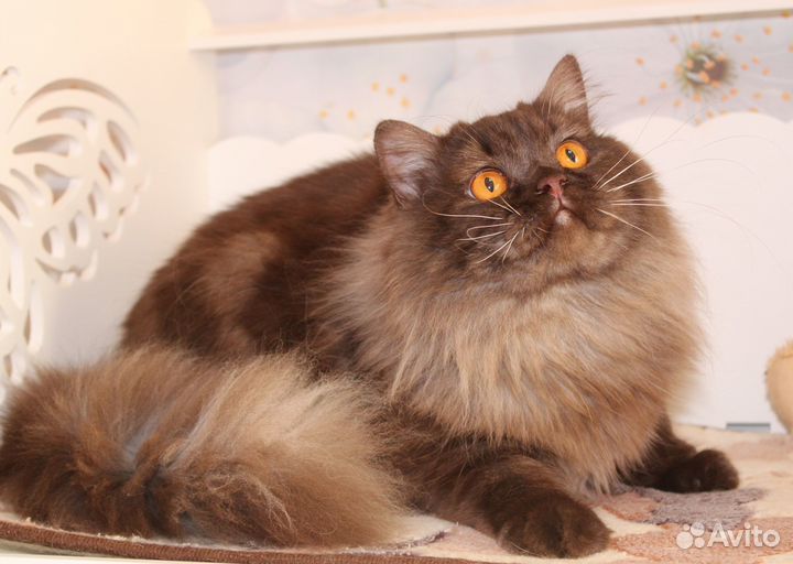 Длинношерстный британский кот