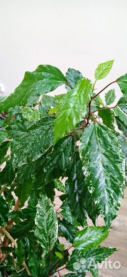 Гибискус пëстролистный