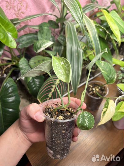 Сциндапсус пиктус эпипремнум