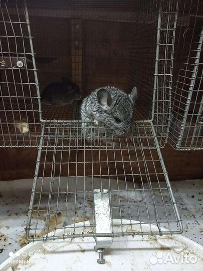 Продаются шиншиллы. Малыши