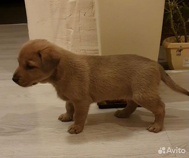 Щенок в добрые руки бесплатно