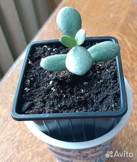 Разные цветы