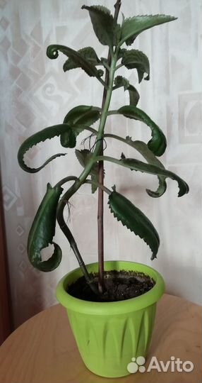 Каланхое лечебное