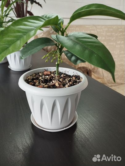 Хойя мультифлора