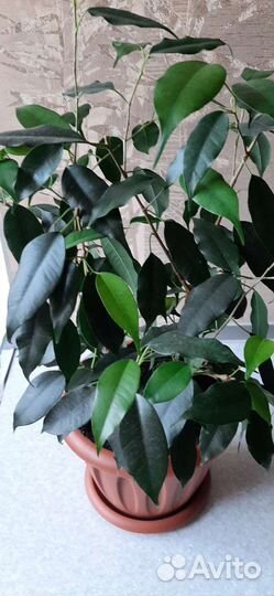 Фикус бенджамина