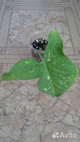 Сингониумы (набором-3шт.)