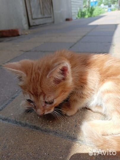 Кошки в добрые руки бесплатно