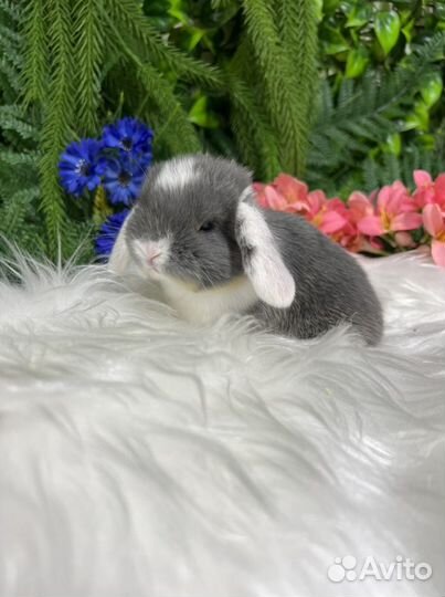 Минилоп Ваш у нас ждет