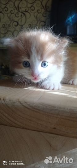 Котятки в добрые руки