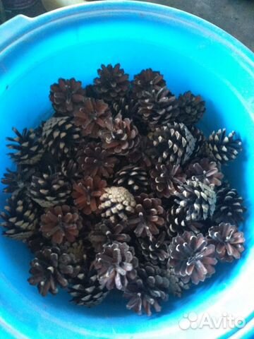 Шишка сосновая еловая декор